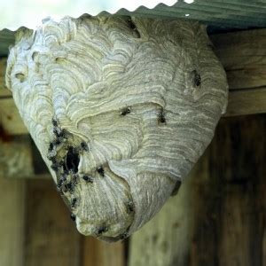Important Facts About Bald Faced Hornets Hornet Removal