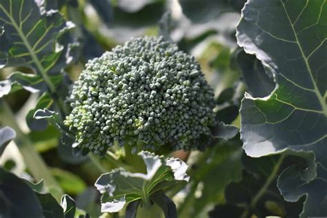 How To Grow Broccoli In Pots In India At Home On The Terrace In The