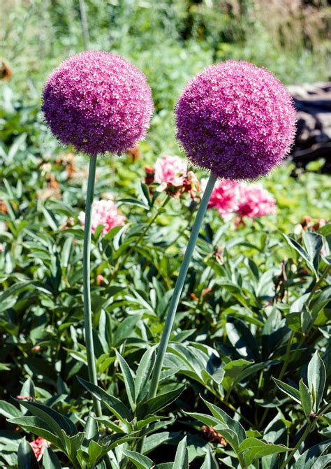 Sitting at the top of tall, straight stems (which often reach well over 1m in height) their glowing blooms will steal the show with their giant alliums in brief. Allium | Better Homes & Gardens