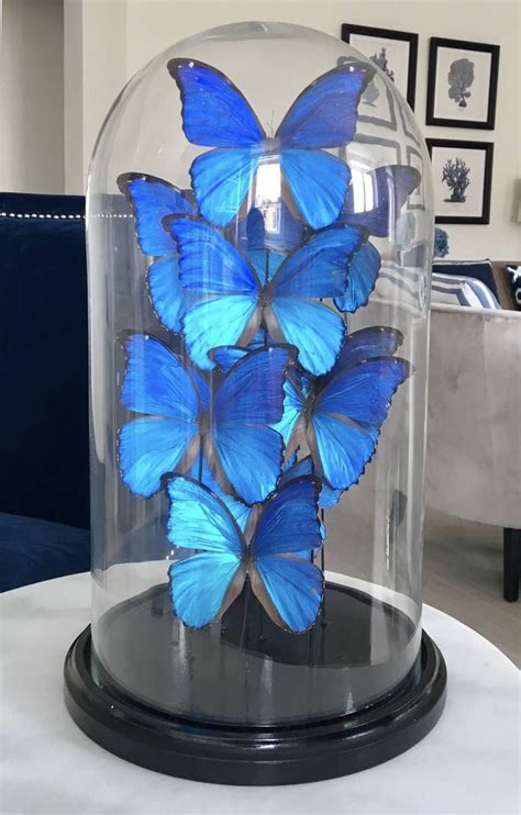Butterflies In Glass Dome Sculpture In 2020 Quince Themes Butterfly Centerpieces Butterfly Room