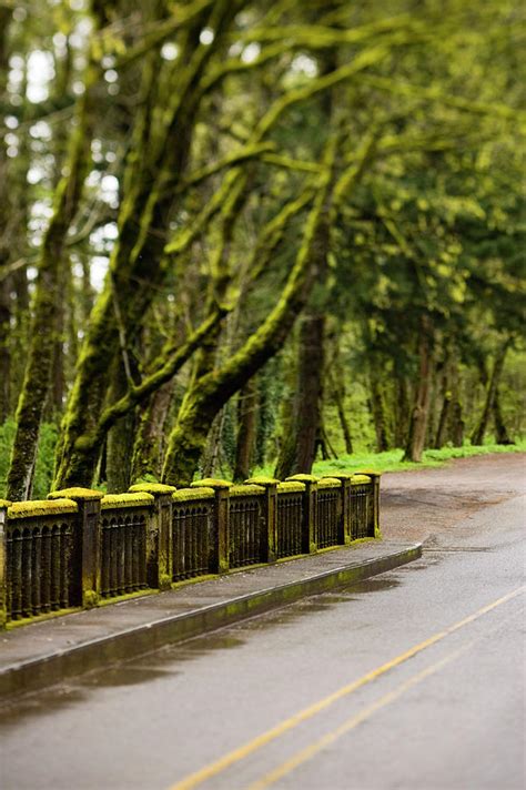 Moss Covered Bridge And Trees Alongside Photograph By Corey Hendrickson