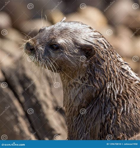Portrait Of An Otter Stock Photo Image Of Sunshine 129670818