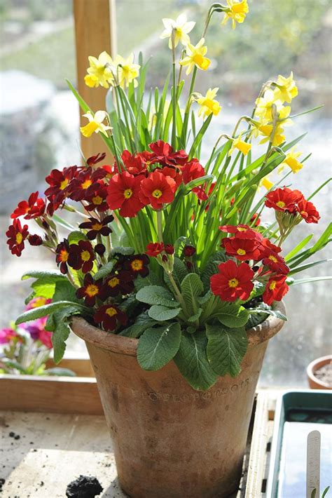 Potted Spring Bulbs Yellow Daffodils And Red Primulas Photo By Jason