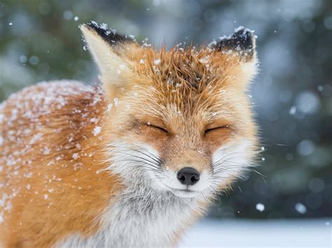 Wallpaper Foxes Cute Beautiful Snow Closeup Animals 1600x1200