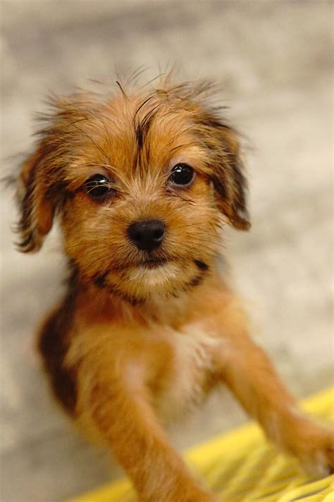 Shorkie Forever Love Puppies Shorkie Puppies Puppies Puppy Breeds