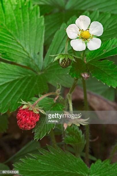 Wild Strawberry Weed Photos And Premium High Res Pictures Getty Images