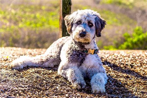 Aussiedoodle Dog Breed Information And Characteristics Daily Paws