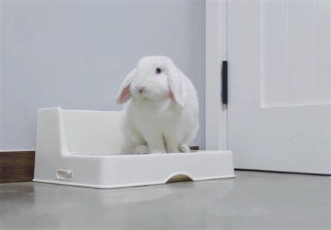 Bunny Litter Box With Grate Rabbit Corner Litter Pan Pet Etsy
