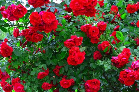 Beautiful Red Rose Bush Red Roses In Garden Floral Background Stock