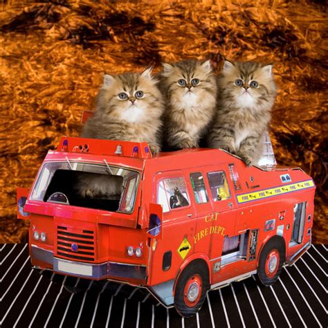 8 Tips To Make Sure Your Cat Is Prepared For A House Fire