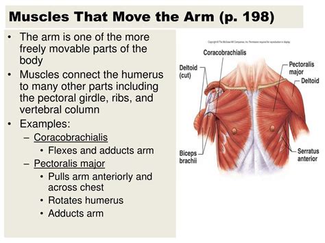 Tutorials and quizzes on muscles that act on the arm/humerus (arm muscles: PPT - Names of Muscles are Descriptive PowerPoint ...
