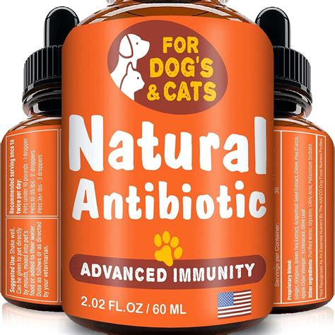 Natural Antibiotics For Cats And Dogs Cat Meme Stock Pictures And Photos
