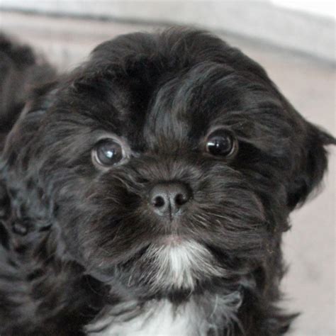 Browse adorable, healthy pups from 100+ breeds and find your new family member. Shih-Poo Puppy for Sale in Boca Raton, South Florida.