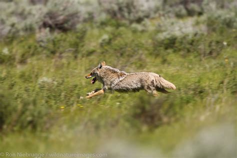 Coyote Photos By Ron Niebrugge