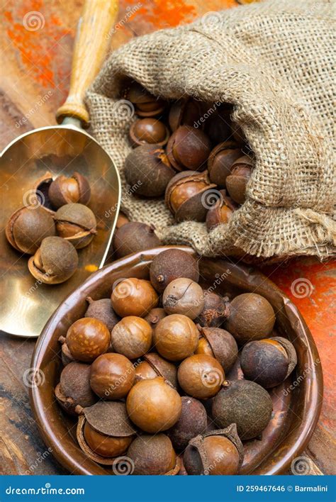 New Harvest of Ripe Fresh Australian Macadamia Nuts in Shell with