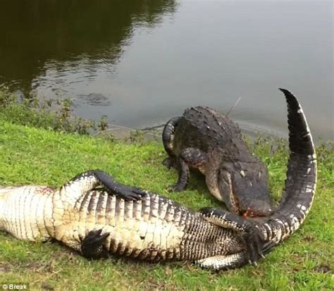 Florida Golfer Interrupted By 2 Alligators Fighting Daily Mail Online