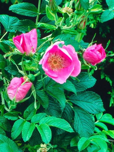 Yes, you can have colorful flowers and lovely fall color in the shade and partial shade areas of your yard! Rosa rugosa 'Rubra' - Shrubs for Areas With High Shade on ...