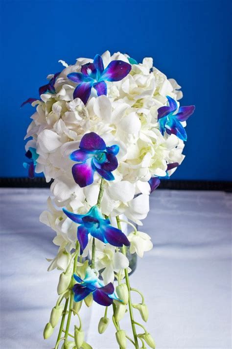 cascading bouquet of only white and blue dendrobium orchids by savannah s garden photo by tina