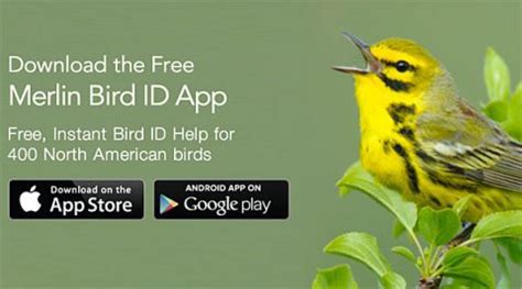 Get More From Merlin Bird ID With These Powerful Features All About Birds All About Birds