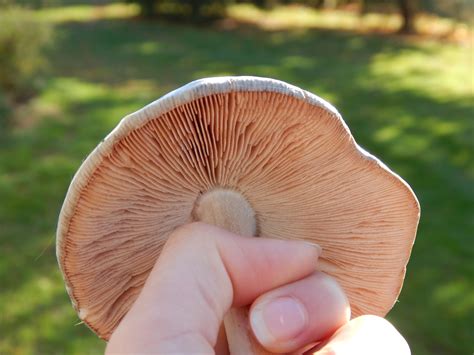 A Lesson On Mushrooms And Fungi Allison Marie