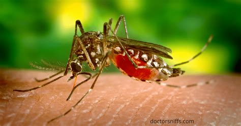Can Mosquitoes Bite Through Clothes Plus Other Pests That Can