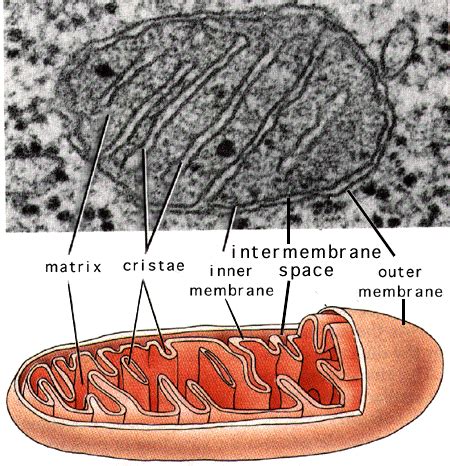 Benda (1897) was the first to coin the term mitochondrion. Mitochondria - microbewiki