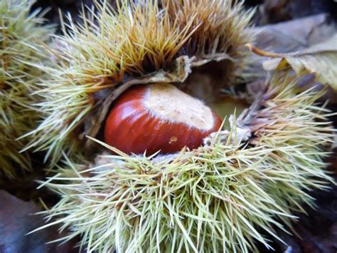 Utiliser les châtaignes pour faire la crème de marrons