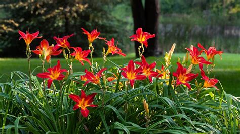 Perennial Of The Month Daylily 16 Acres Garden Center