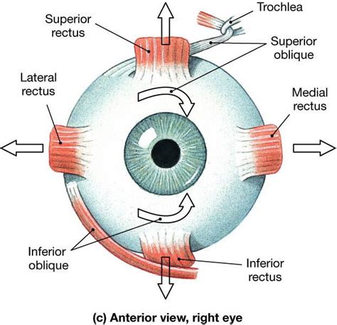Muscle Identification Eye Anatomy Medical Anatomy Human Anatomy And