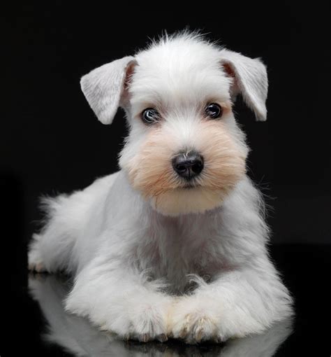 OMG What An Darling Babe Mini Schnauzer Puppy White Miniature Schnauzer White Schnauzer