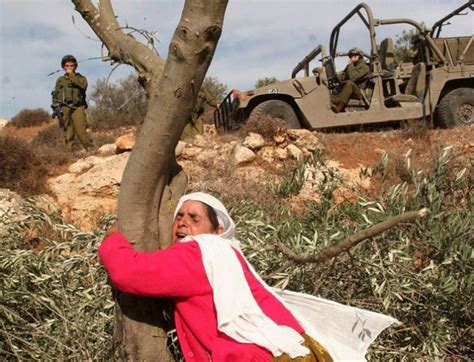 israeli soldiers block access of palestinian farmers to their olive groves in qalqiliya