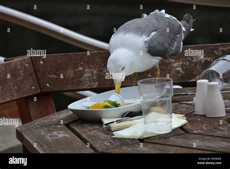 Seagull Stealing Stock Photos & Seagull Stealing Stock Images - Alamy