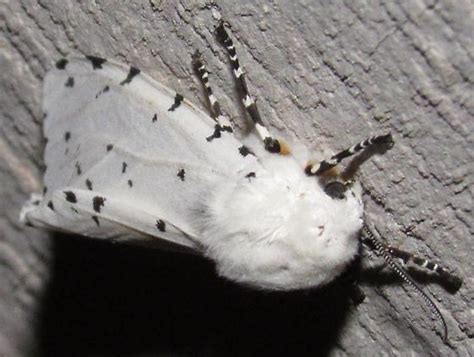 Estigmene Acrea Salt Marsh Moth With Eggs Estigmene Acrea