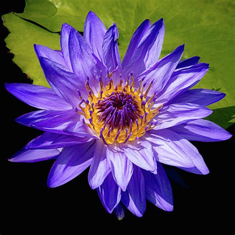 Tropical Day Blooming Water Lily In Lavender Photograph By Julie