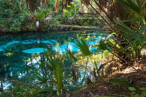 Fern Hammock Is One Of The Most Eerily Beautiful Springs In Florida