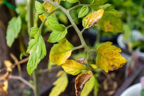 Reasons Your Tomato Leaves Are Turning Yellow How To Fix It