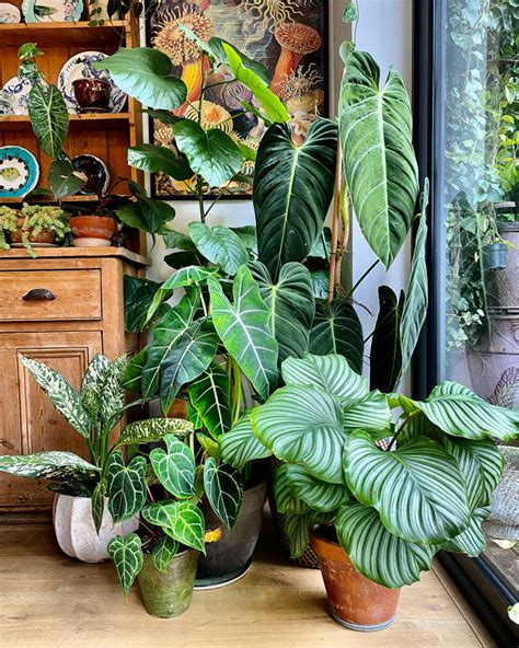 Seven Unkillable Houseplants For Beginners Happy Houseplants