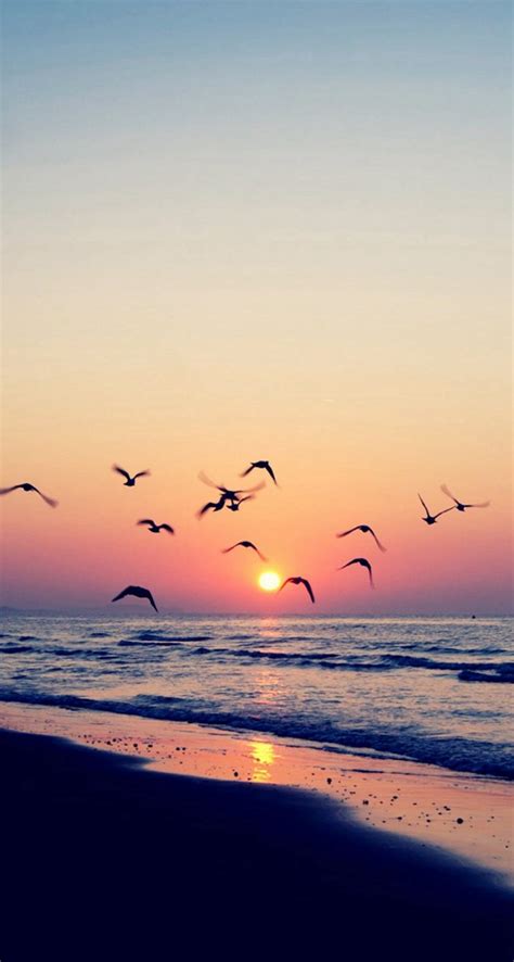 Twilight Coast Beach Ocean Wave Seagull Sunset Iphone 5s