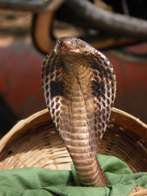 Most Poisonous Snakes In India Insider Monkey