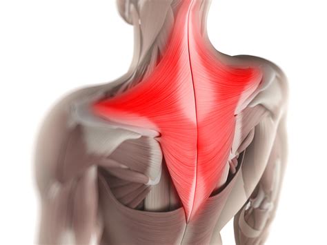 Trapezius Muscle Anatomy Function Pain Causes