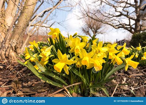 Blooming Daffodils In The Garden In Spring Stock Image Image Of