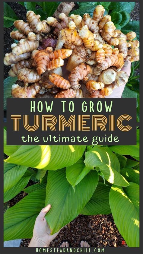 How To Grow Turmeric In Containers In Any Zone Homestead And Chill