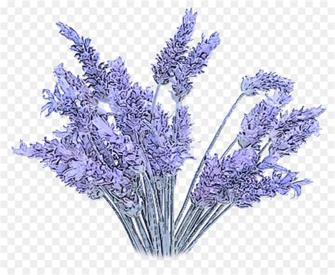 Bunga Tanaman Berbunga Lavender Gambar Png