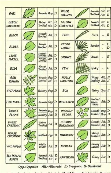 Minnesota Tree Identification Guide