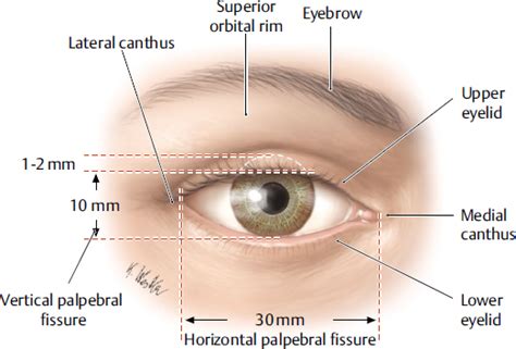 Eyelid Anatomy Plastic Surgery Key