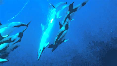 Common Dolphins Underwater Youtube