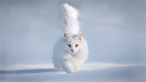 145 White Cat Wallpaper Hd Download Picture Myweb