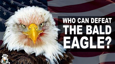 5 Eagles That Could Defeat A Bald Eagle Youtube