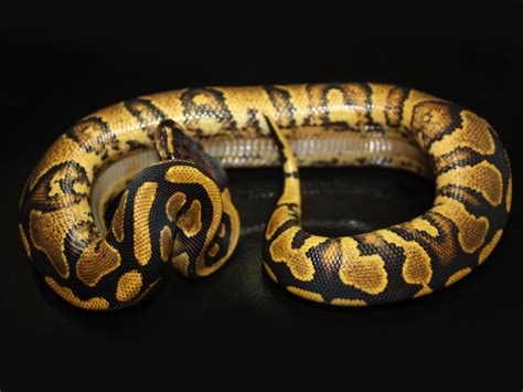 Yellow Belly Morph List World Of Ball Pythons