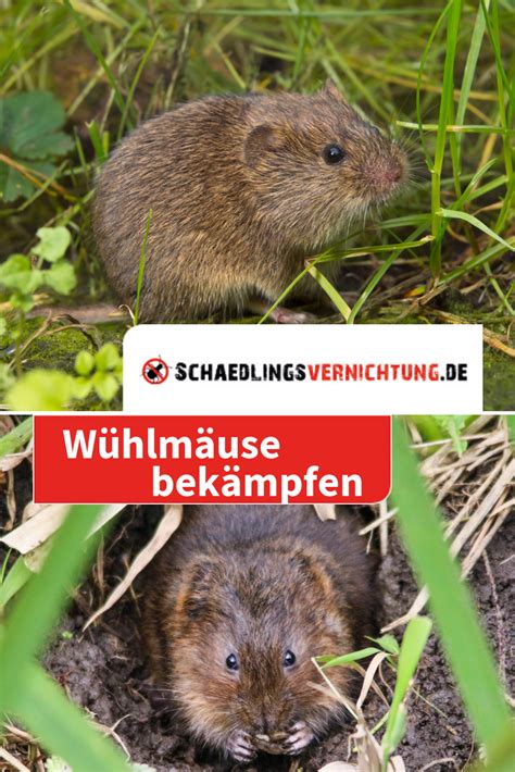 Darauf zielen die folgenden mittel für die giftfreie wühlmausbekämpfung ab. Wühlmäuse im Garten bekämpfen: Methoden & Kosten (mit ...